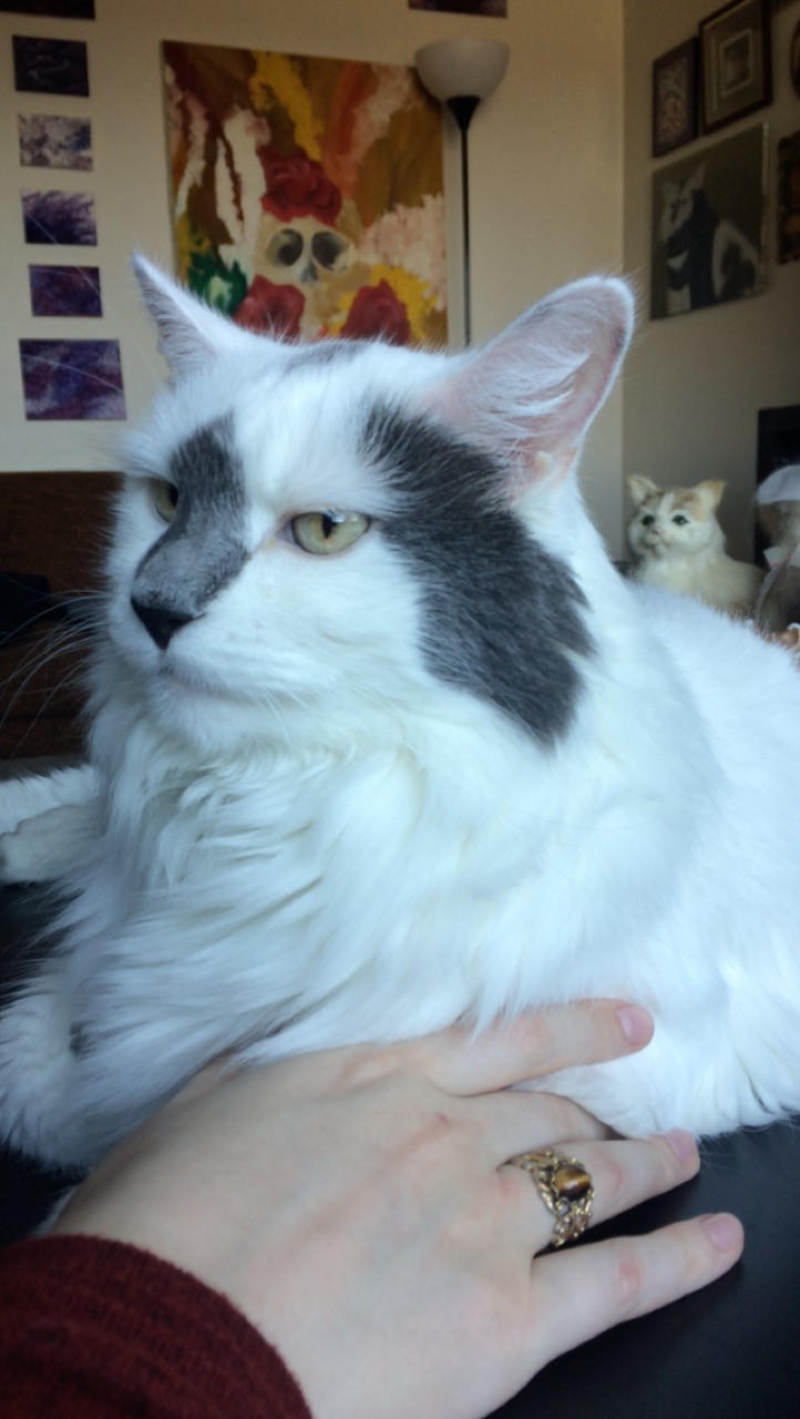 this is a picture of fluffy and my wife