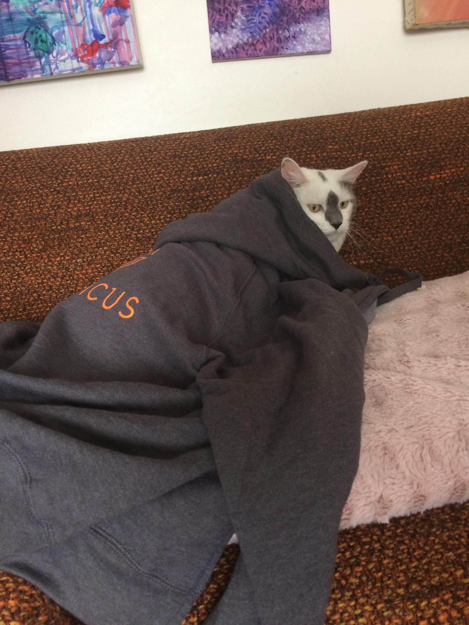 Fluffy wearing a Granicus hoodie