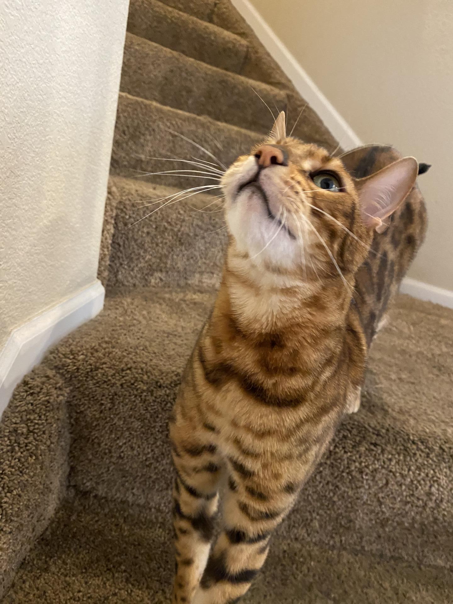 Banjo standing on the stairs